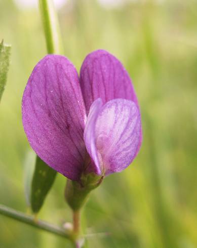 Fotografia de capa Vicia peregrina - do Jardim Botânico