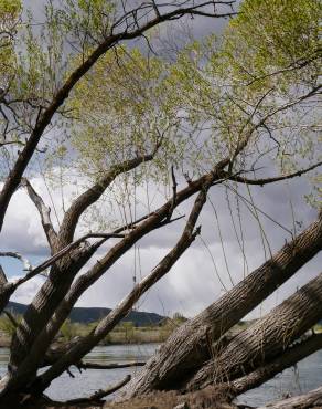 Fotografia 3 da espécie Salix fragilis no Jardim Botânico UTAD