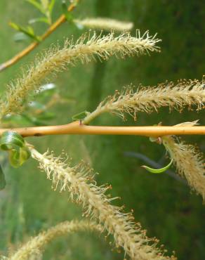 Fotografia 5 da espécie Salix fragilis no Jardim Botânico UTAD