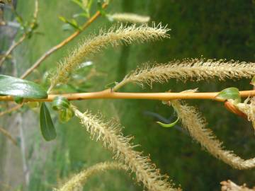 Fotografia da espécie Salix fragilis