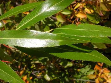 Fotografia da espécie Salix fragilis