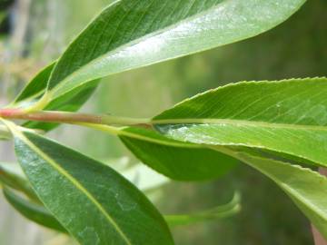 Fotografia da espécie Salix fragilis