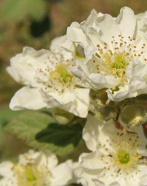 Fotografia 4 da espécie Rubus canescens no Jardim Botânico UTAD