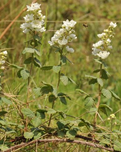 Fotografia de capa Rubus canescens - do Jardim Botânico