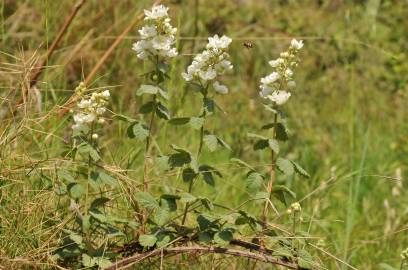 Fotografia da espécie Rubus canescens