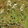 Fotografia 1 da espécie Rubus canescens do Jardim Botânico UTAD