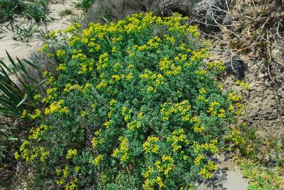 Fotografia da espécie Ruta chalepensis