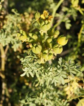 Fotografia 5 da espécie Ruta chalepensis no Jardim Botânico UTAD