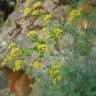 Fotografia 6 da espécie Ruta chalepensis do Jardim Botânico UTAD