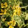 Fotografia 7 da espécie Ruta chalepensis do Jardim Botânico UTAD