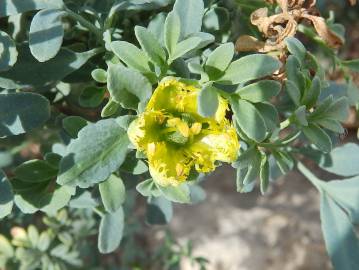 Fotografia da espécie Ruta chalepensis