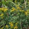 Fotografia 9 da espécie Ruta chalepensis do Jardim Botânico UTAD