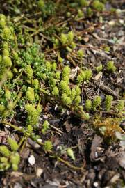 Fotografia da espécie Salix repens