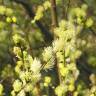 Fotografia 3 da espécie Salix repens do Jardim Botânico UTAD