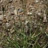 Fotografia 5 da espécie Scorzoneroides autumnalis do Jardim Botânico UTAD