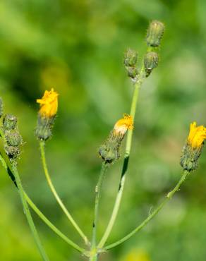 Fotografia 6 da espécie Scorzoneroides autumnalis no Jardim Botânico UTAD