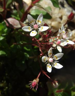 Fotografia 2 da espécie Saxifraga stellaris no Jardim Botânico UTAD