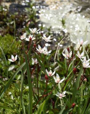 Fotografia 3 da espécie Saxifraga stellaris no Jardim Botânico UTAD