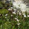 Fotografia 3 da espécie Saxifraga stellaris do Jardim Botânico UTAD