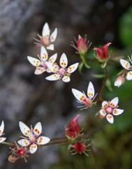 Saxifraga stellaris