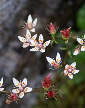 Fotografia 1 da espécie Saxifraga stellaris no Jardim Botânico UTAD