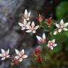 Fotografia 1 da espécie Saxifraga stellaris do Jardim Botânico UTAD