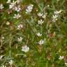 Fotografia 4 da espécie Saxifraga stellaris do Jardim Botânico UTAD