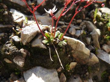 Fotografia da espécie Saxifraga stellaris