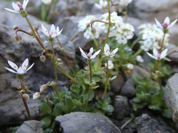 Fotografia da espécie Saxifraga stellaris