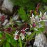 Fotografia 8 da espécie Saxifraga stellaris do Jardim Botânico UTAD