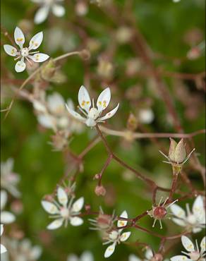 Fotografia 9 da espécie Saxifraga stellaris no Jardim Botânico UTAD