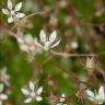 Fotografia 9 da espécie Saxifraga stellaris do Jardim Botânico UTAD