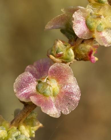 Fotografia de capa Salsola vermiculata - do Jardim Botânico