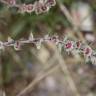 Fotografia 5 da espécie Salsola kali do Jardim Botânico UTAD