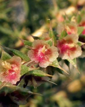 Fotografia 3 da espécie Salsola vermiculata no Jardim Botânico UTAD