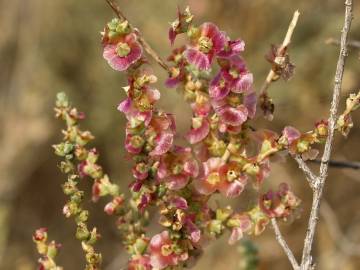 Fotografia da espécie Salsola vermiculata