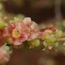 Fotografia 6 da espécie Salsola vermiculata do Jardim Botânico UTAD