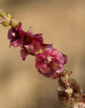 Fotografia 8 da espécie Salsola vermiculata no Jardim Botânico UTAD