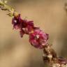 Fotografia 8 da espécie Salsola vermiculata do Jardim Botânico UTAD