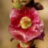 Fotografia 9 da espécie Salsola vermiculata do Jardim Botânico UTAD