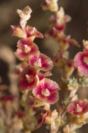 Fotografia da espécie Salsola vermiculata