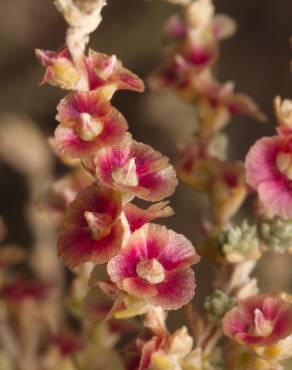 Fotografia 10 da espécie Salsola vermiculata no Jardim Botânico UTAD