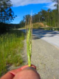 Fotografia da espécie Secale cereale