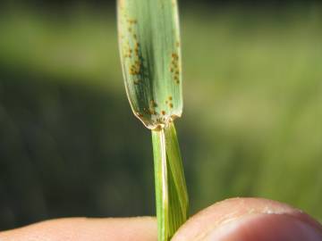 Fotografia da espécie Secale cereale