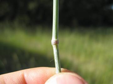 Fotografia da espécie Secale cereale