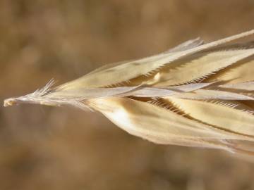 Fotografia da espécie Secale cereale