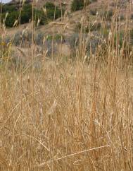 Secale cereale