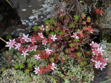 Fotografia da espécie Sedum anglicum