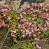 Fotografia 5 da espécie Sedum anglicum do Jardim Botânico UTAD