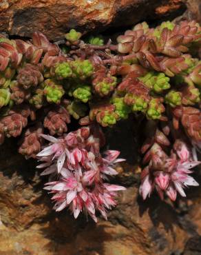 Fotografia 6 da espécie Sedum anglicum no Jardim Botânico UTAD